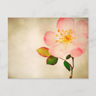 Carte Postale Fleurs roses roses - Roses de fleurs sur aquarelle