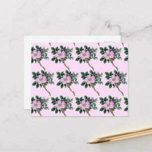 Carte Postale Fleurs roses, Roses sauvages, Rose de chien, Motif