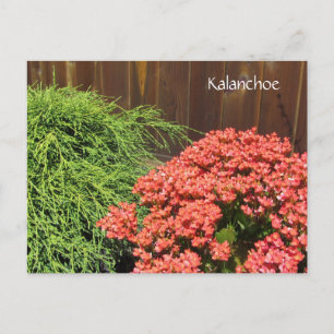 Carte Postale Fleurs rouges de Kalanchoe
