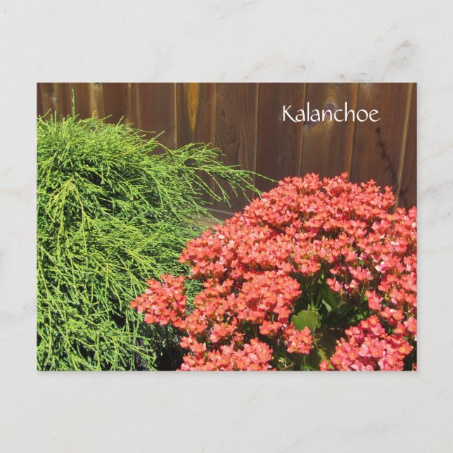 Carte Postale Fleurs rouges de Kalanchoe (Devant)