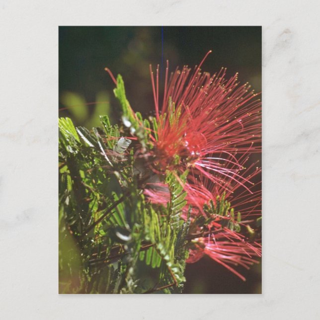 Carte Postale Fleurs rouges fibred (Devant)