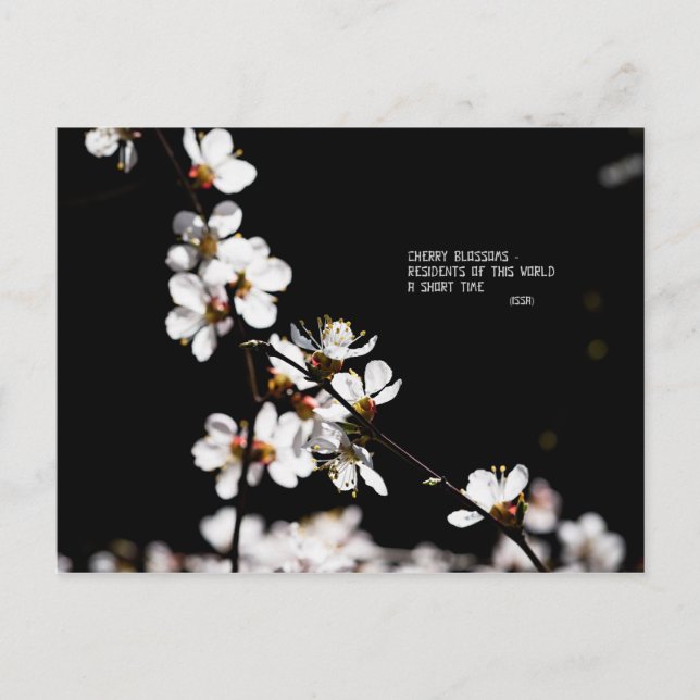 Carte Postale Fleurs Sakura (Devant)