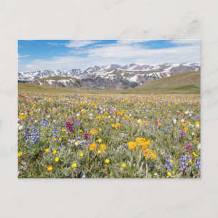 Carte postale fleurs sauvages à Beartooth Pass Pho