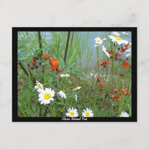 Carte Postale Fleurs sauvages à Glacier