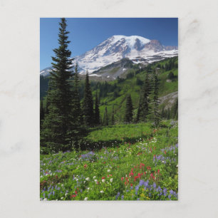 Carte Postale Fleurs sauvages au Mont Rainier