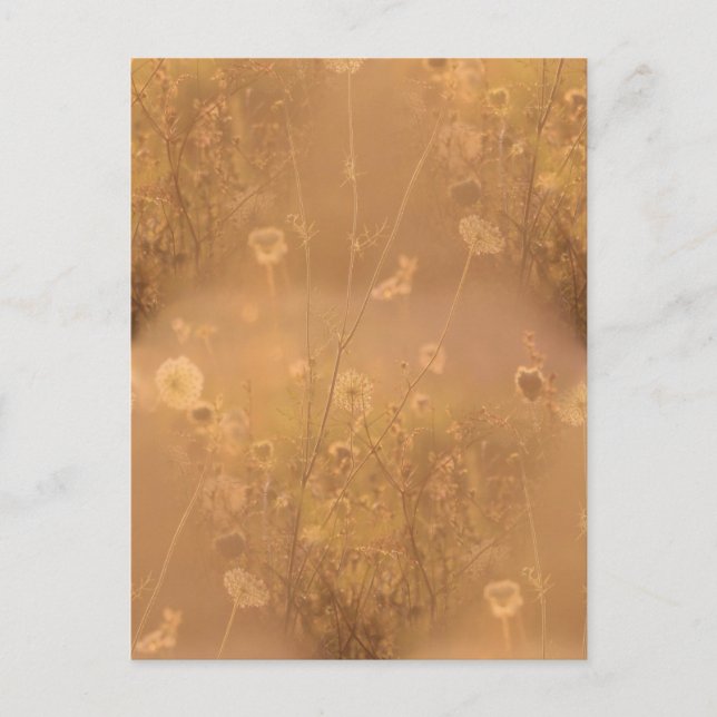 Carte Postale Fleurs sauvages avec éclat orange (Devant)