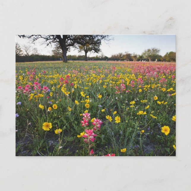 Carte Postale Fleurs sauvages de bord de route en Texas, printem (Devant)