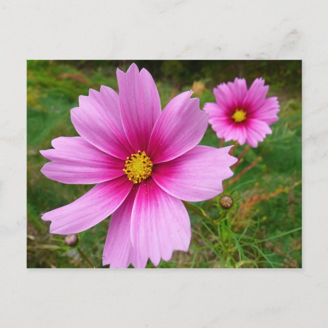 Carte Postale Fleurs sauvages de Cosmos rose (Devant)