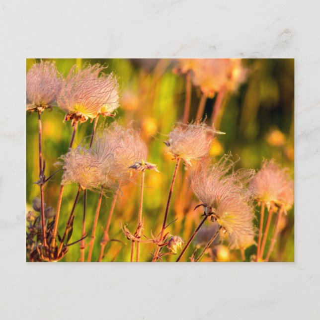 Carte Postale Fleurs sauvages De Fumée Des Prairies À Aspen Grov (Devant)