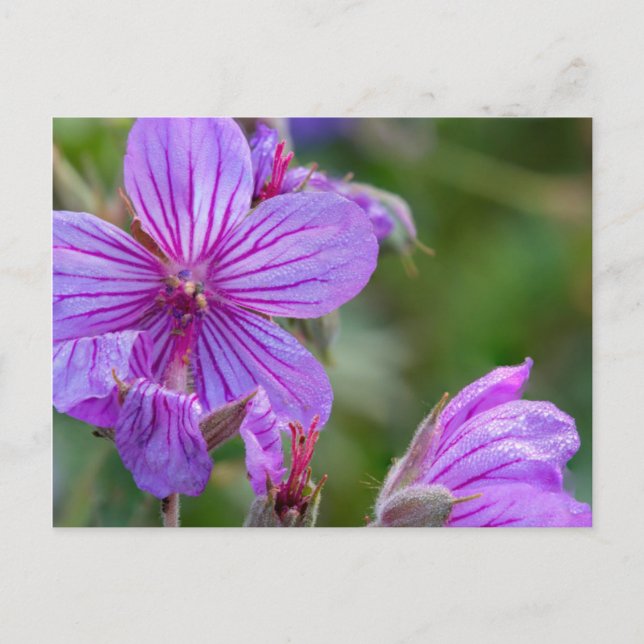 Carte Postale fleurs sauvages de géranium asticuleux (Devant)