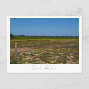 Carte Postale Fleurs sauvages de la côte ouest Afrique du Sud SA