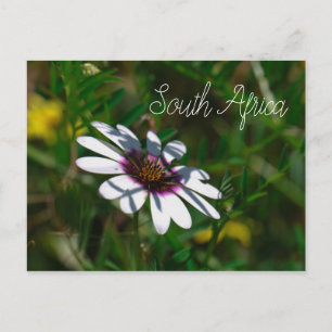 Carte Postale Fleurs sauvages de la côte Ouest Afrique du Sud SA