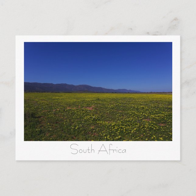 Carte Postale Fleurs sauvages de la côte ouest Afrique du Sud SA (Devant)