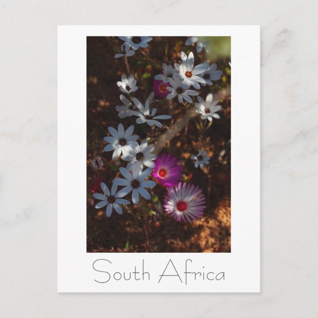 Carte Postale Fleurs sauvages de la côte ouest d'Afrique du Sud (Devant)