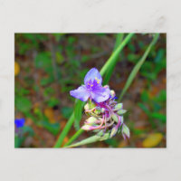 Fleurs sauvages de la verge