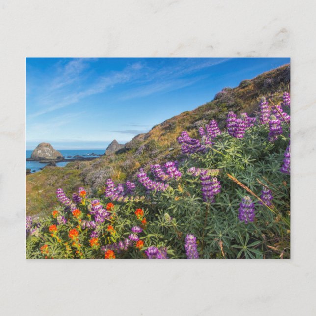 Carte Postale Fleurs Sauvages de Lupin et de Pinceau (Devant)