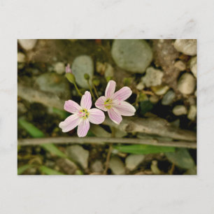 Carte Postale Fleurs sauvages de Springbeauty dans le Michigan C