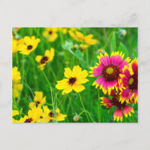 Carte Postale Fleurs sauvages des Prairies dans Hill Country
