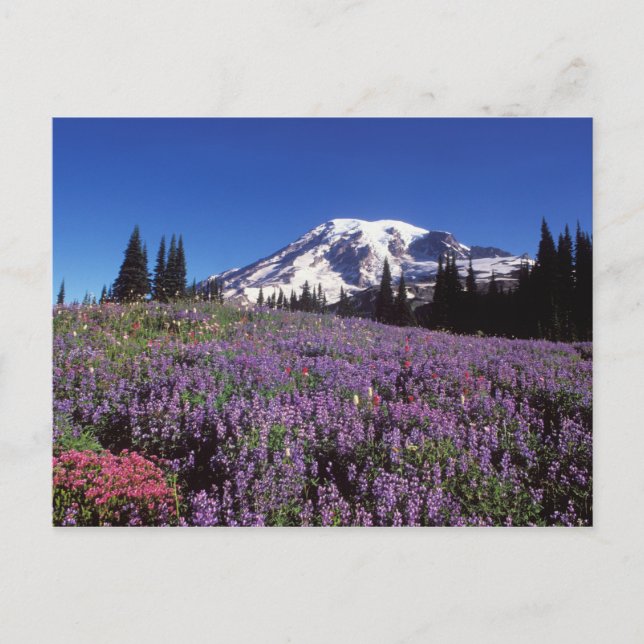 Carte Postale fleurs sauvages d'été à la base du mont Rainier, (Devant)