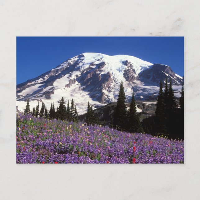 Carte Postale fleurs sauvages d'été à la base du Mont Rainier, 2 (Devant)