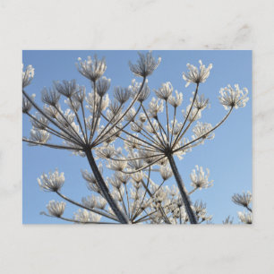 Carte Postale Fleurs sauvages d'hiver