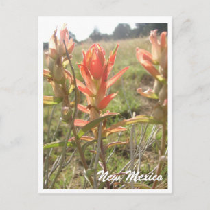 Carte Postale Fleurs sauvages du Nouveau-Mexique