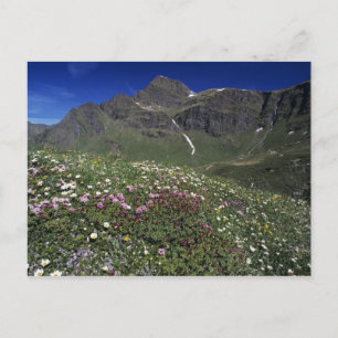 Carte Postale Fleurs sauvages, en fleurs, Alpes, Suisse