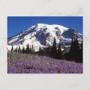 Carte Postale fleurs sauvages estivales au pied du mont Rainier,