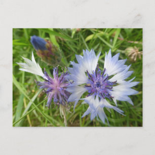 Carte Postale Fleurs sauvages : Fleurs de Cornouailles Bleues do