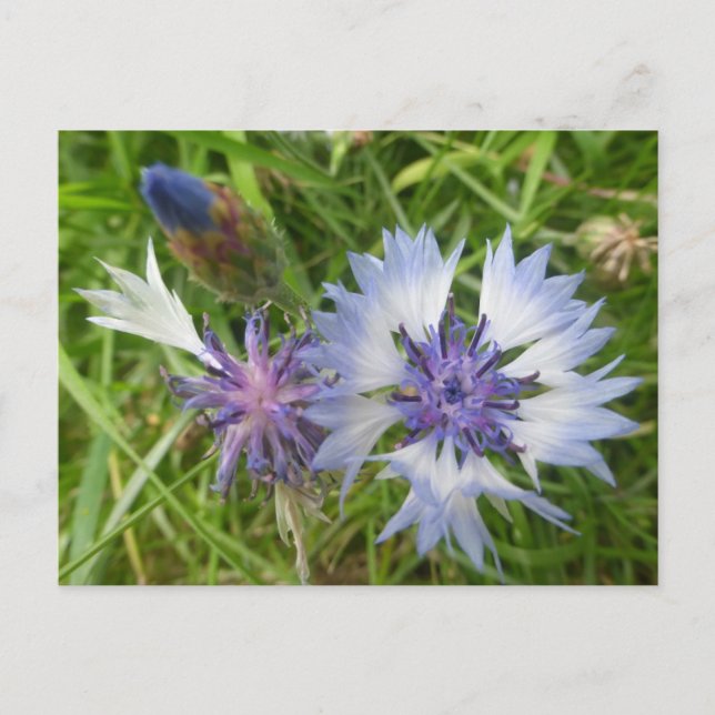 Carte Postale Fleurs sauvages : Fleurs de Cornouailles Bleues do (Devant)