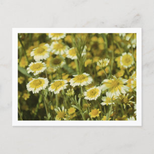 Carte Postale Fleurs sauvages Jaune et Blanc Tournesols