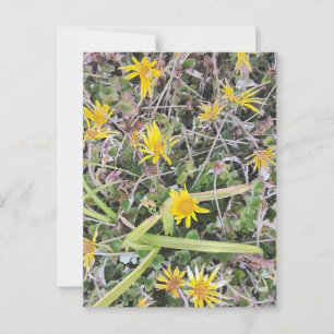 Carte Postale Fleurs sauvages Jaunes Lumineux dans la prairie na