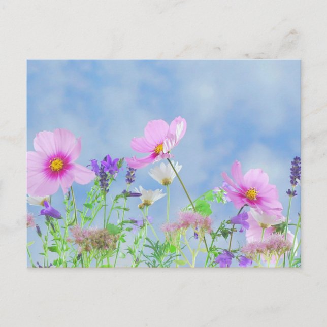 Carte Postale Fleurs sauvages, La beauté de la nature (Devant)