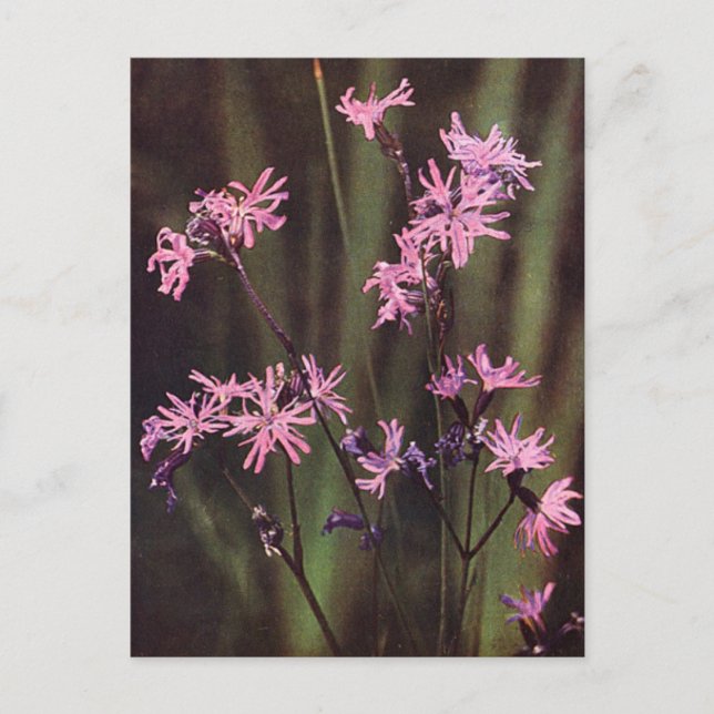 Carte Postale Fleurs sauvages : Lychnis fleur de coucou (Devant)