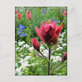 Carte Postale Fleurs sauvages merveilleux - Bassin de l'Albion,