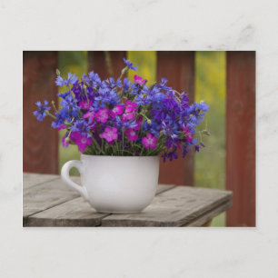 Carte Postale fleurs sauvages, oeillet et cornflower