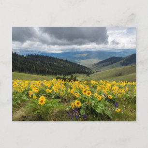 Carte Postale Fleurs sauvages printanières dans les collines