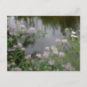 Carte Postale Fleurs sauvages roses près de Brook Nature