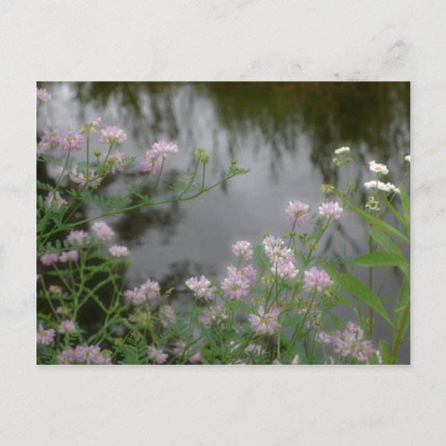 Carte Postale Fleurs sauvages roses près de Brook Nature (Devant)