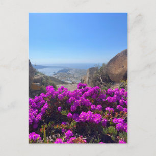 Carte Postale Fleurs sauvages violettes Santorin Grèce Photograp