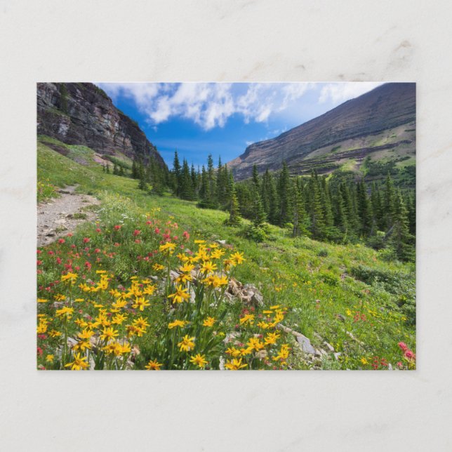 Carte Postale Fleurs | Sentier de fleurs du Montana (Devant)