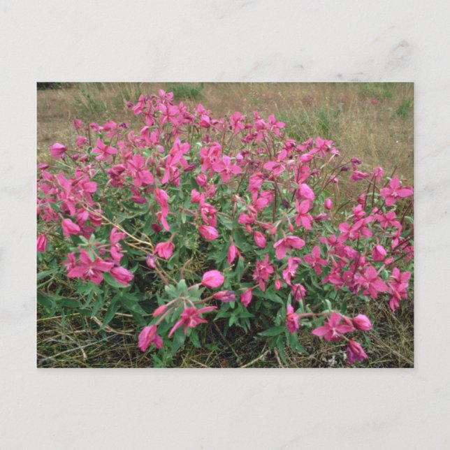 Carte Postale Fleurs sur la toundra, Alaska Fleurs roses (Devant)