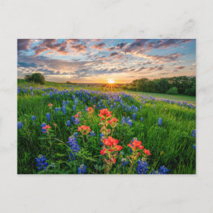 Carte Postale Fleurs   Texas Bluebonnets & Indian Paintbrush
