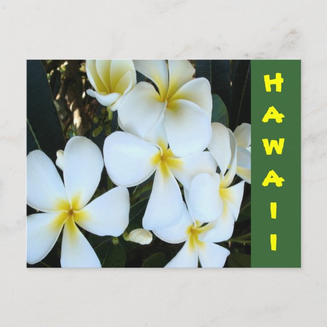 Carte Postale Fleurs tropicales hawaïennes (Devant)