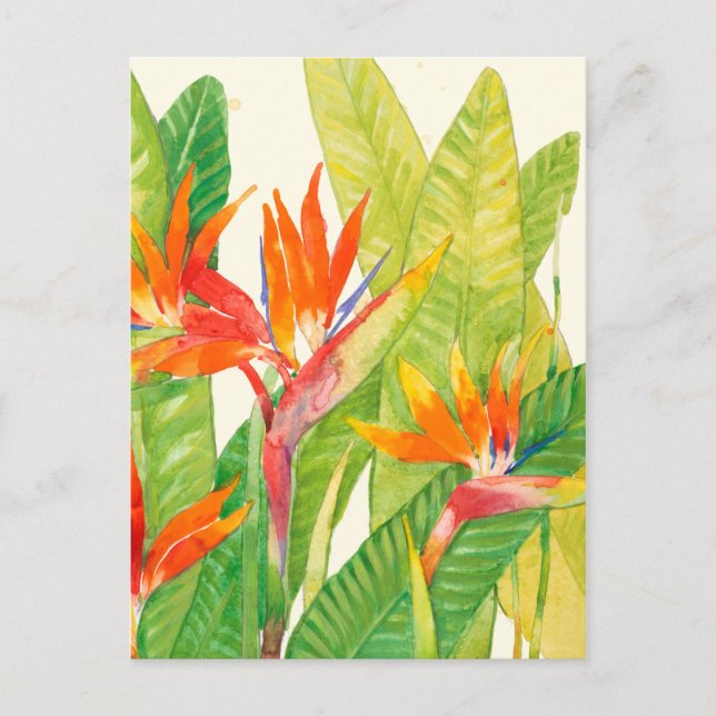 Carte Postale Fleurs tropicales | Oiseau du paradis (Devant)