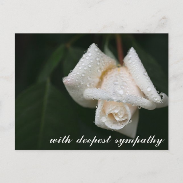 Carte Postale Fleurs Vertes Apaisantes Rose Blanche Sympathie (Devant)