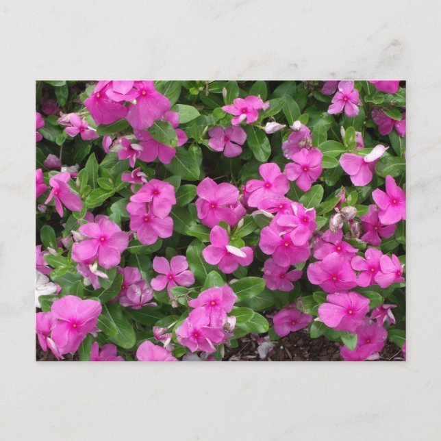 Carte Postale Fleurs Vinca Titan (Devant)