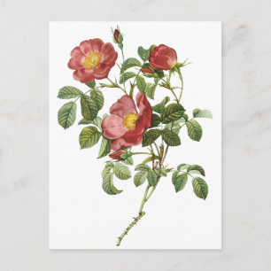 Carte Postale Fleurs vintages Rose florale rouge de l'amour par 
