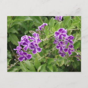 Carte Postale Fleurs violettes