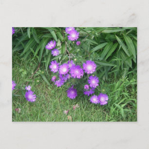 Carte postale Fleurs violettes